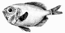 Diretmichthys parini_claves
